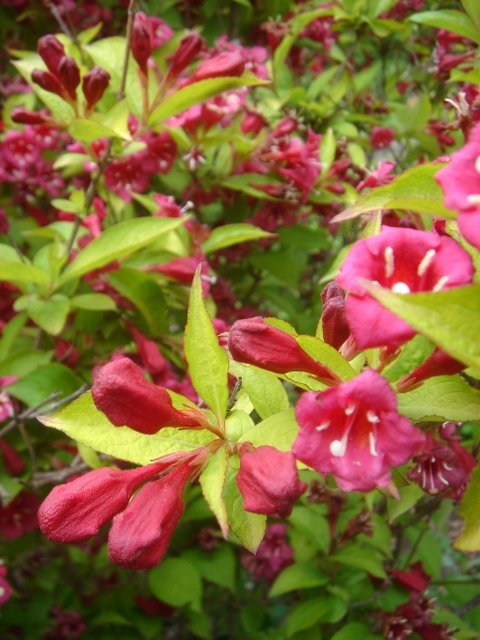 Weigela x 'Rubis d'Or' 2
